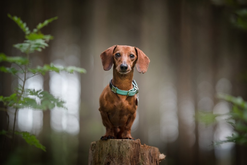 Dachshund marrón con collar turquesa de pie sobre un tocón de árbol.