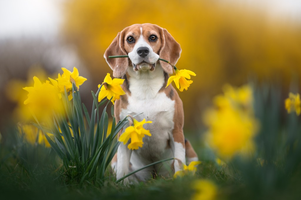 Adorable Beagle sosteniendo una flor de narciso en la boca.