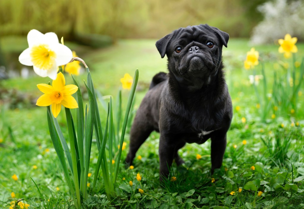 Un Pug negro de pie junto a narcisos en flor. Foto de exterior