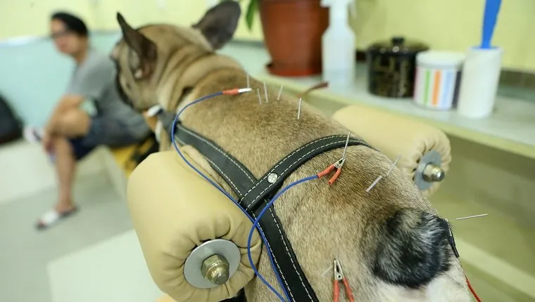 SHANGHAI, KÍNA - AUGUSZTUS 27.: Egy kutya akupunktúrát kap egy kisállat-kezelő központban 2017. augusztus 27-én Sanghajban, Kínában. Egy kisállat-kezelő központban akupunktúrát és füstölgő ürömöt alkalmaznak a kutyák és macskák testének fájdalmainak enyhítésére Sanghajban. (Fotó: VCG/VCG via Getty Images)