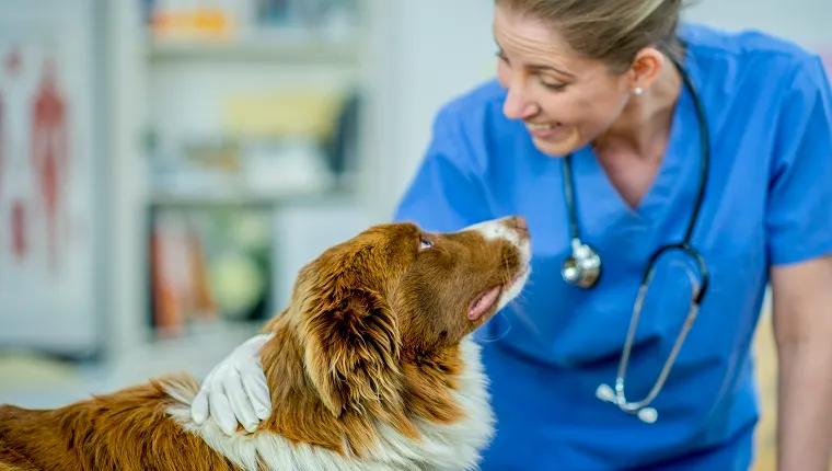 Egy szőke állatorvosnő mosolyog egy barna-fehér border collie kutyára a rendelőjében.
