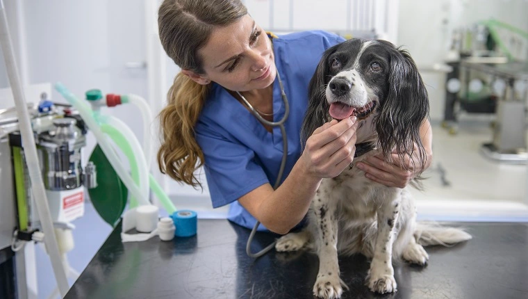صورة للممرضة البيطرية مع الكلب على الطاولة في الجراحة البيطرية