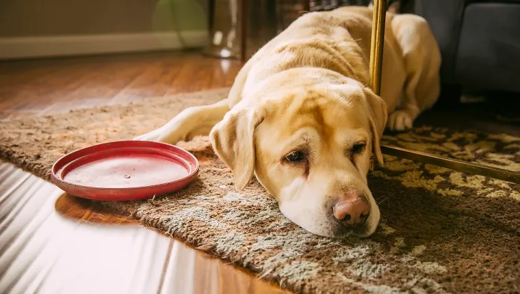 Câine trist care se întinde cu un disc de plastic în camera de zi