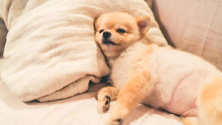 كلب بوميرانيان لطيف ينام على وسادة على السرير ، مع مساحة نسخ
