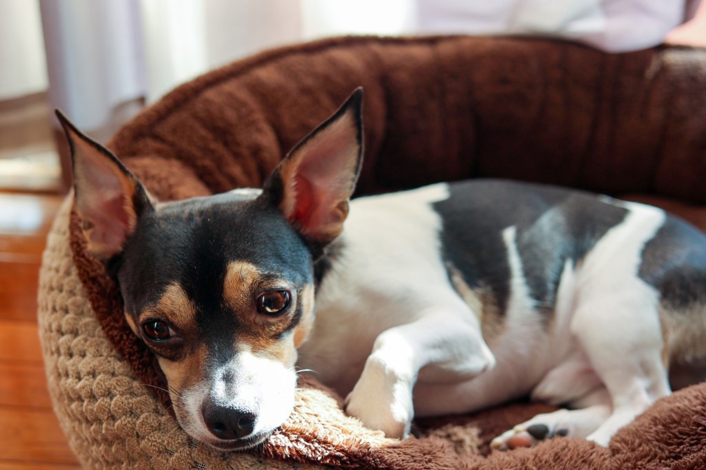 Болно куче от породата чихуахуа, страдащо от заболяване на митралната клапа или ендокардиоза.