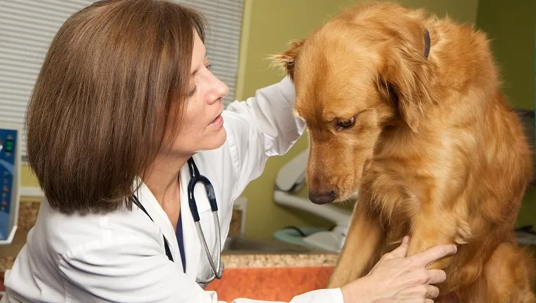 Жена ветеринар, облечена в лабораторна престилка и стетоскоп, прави преглед на куче от породата голдън ретривър в клиниката си. Езикът на тялото на кучето показва, че то е много уплашено и нервно