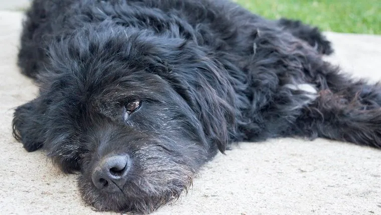 Egy öreg és fáradt nagy fekete kutya portréja a hátsó udvarban fekve