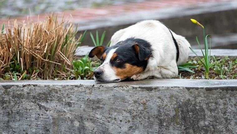 Magányos és szomorú hajléktalan kutya fekszik az utcán.