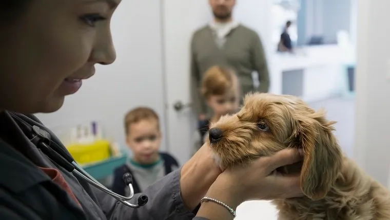 Tierarzt untersucht Hund im Untersuchungsraum der Klinik