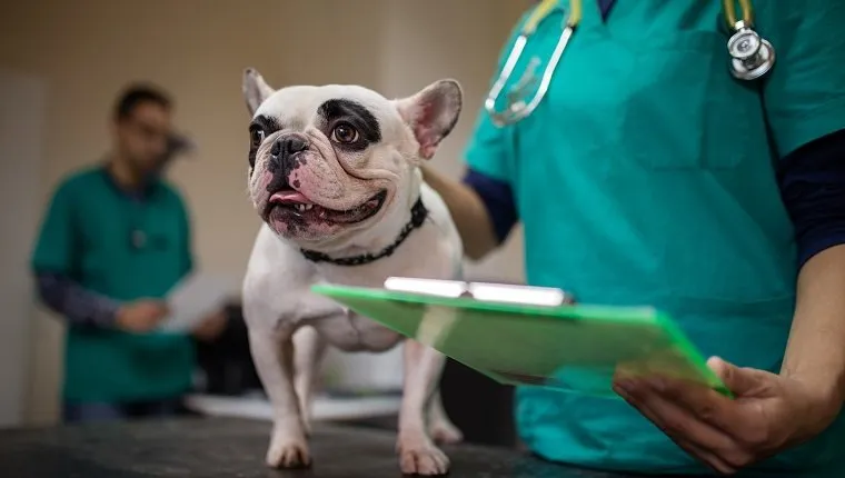 Unbekannter Tierarzt bei der Untersuchung einer weißen Bulldogge in der Tierklinik.