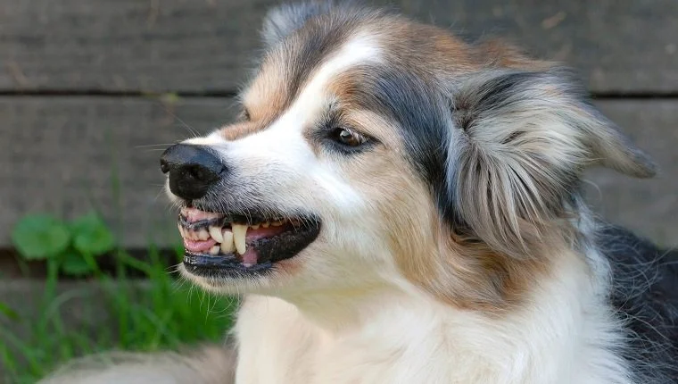 الكلب ، الحدود كولي الكبار الكلب المحلي الكلب تظهر أسنانها. الحدود كوليكولور: Tricolorcanis Lupus المألوف ، الكلب المحلي ، الكلب ، العلب ، الثدييات (تصوير BSIP/UIG عبر Getty Images)