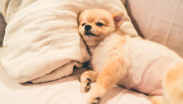 Симпатично куче от породата поморанци спи на възглавница на легло, с пространство за копиране