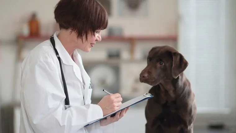Жена ветеринар прави бележки от преглед на клипборд