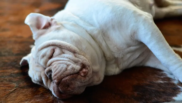 Bulldog alszik a szőnyegen