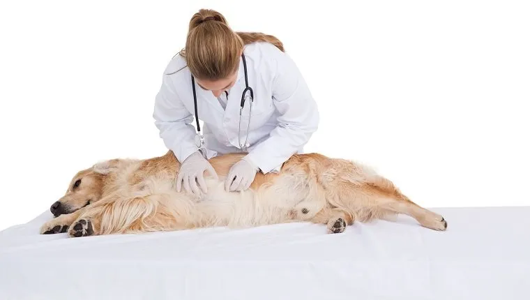 Állatorvos ellenőrzi a labrador gyomrát fehér háttéren
