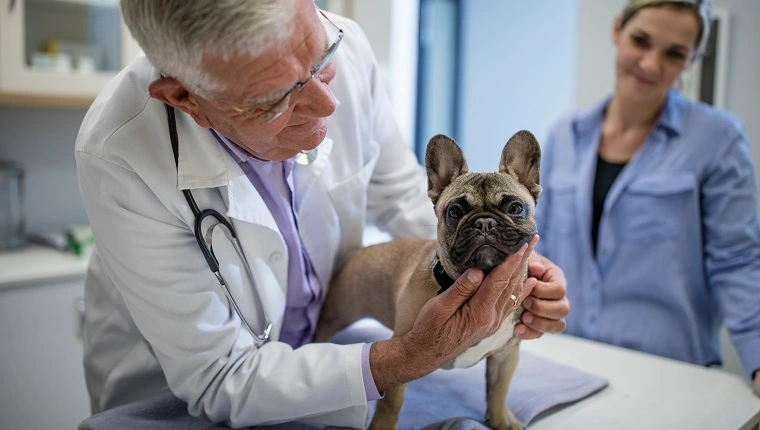 Кейптаун, Южна Африка, ветеринарен лекар с френски булдогКейптаун, Южна Африка, ветеринарен лекар с френски булдог
