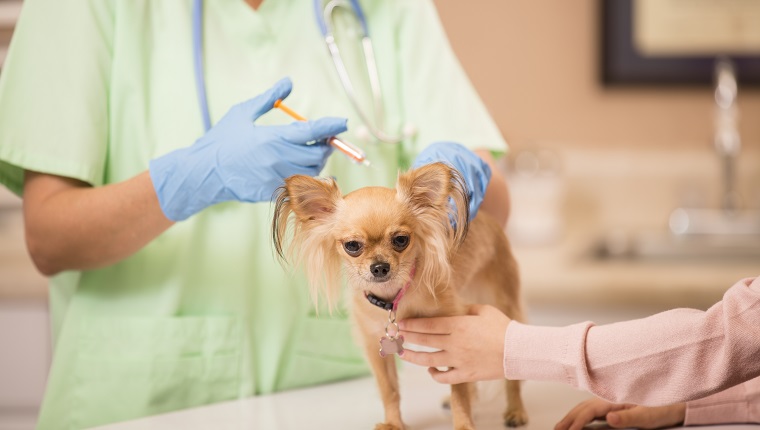 Симпатично куче чихуахуа получава любов и привързаност, докато му се прави годишен ветеринарен преглед от любезна лекарка. Тя получава годишните си ваксини. Нейната малка собственичка я утешава по време на прегледа. Лекарски кабинет или болница за животни.