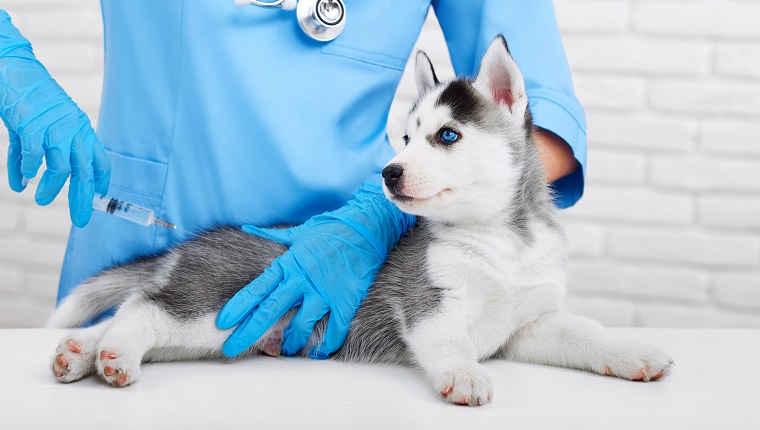 Изрязан кадър на сладко малко кученце сибирско хъски, което се ваксинира от професионален ветеринарен лекар здравеопазване домашни животни професия концепция.