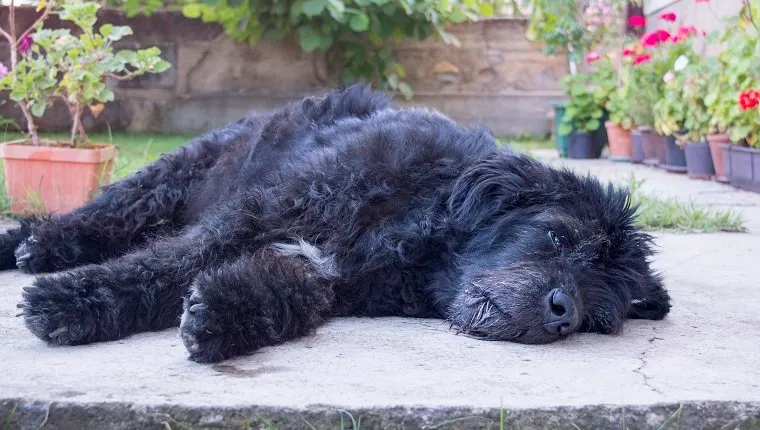 Портрет на старо и уморено голямо черно куче, което лежи в задния двор