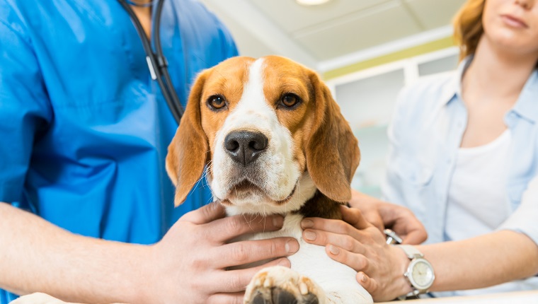 Orvos vizsgálja a beagle kutyát asszisztensnővel az állatorvosi klinikán.