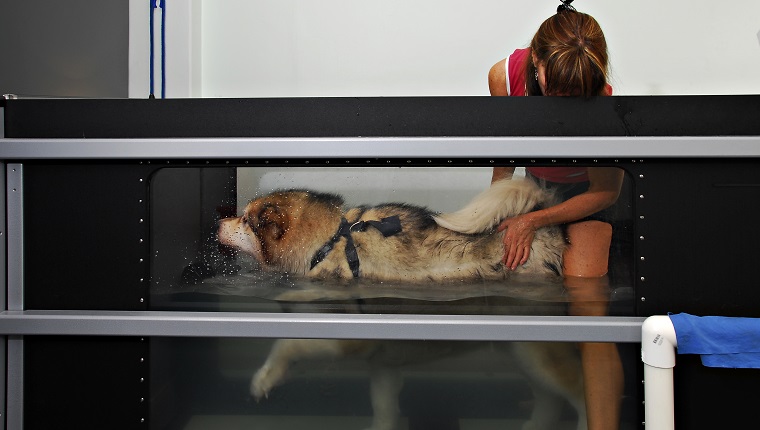 Kutyát hidroterápián vesznek részt víztartályokban, tredmillel.