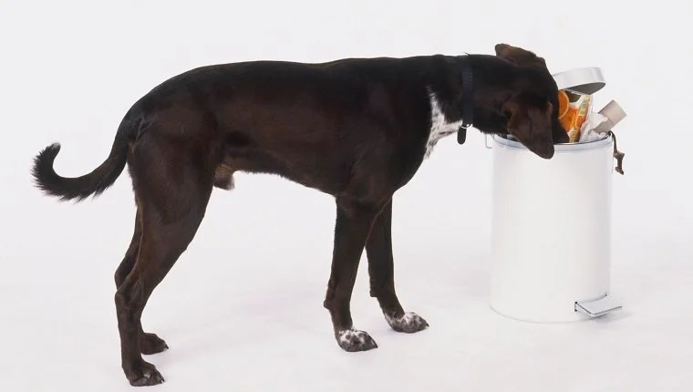 Schwarzer Hund (Canis familiaris) steht mit dem Kopf in einem überquellenden Treteimer, Seitenansicht.