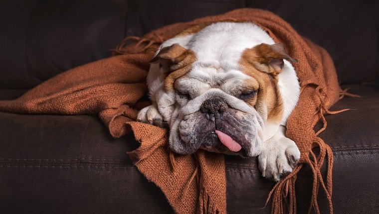 Angol bulldog kutya kutyus háziállat barna bőrkanapén a takaró alatt, betegnek látszik.