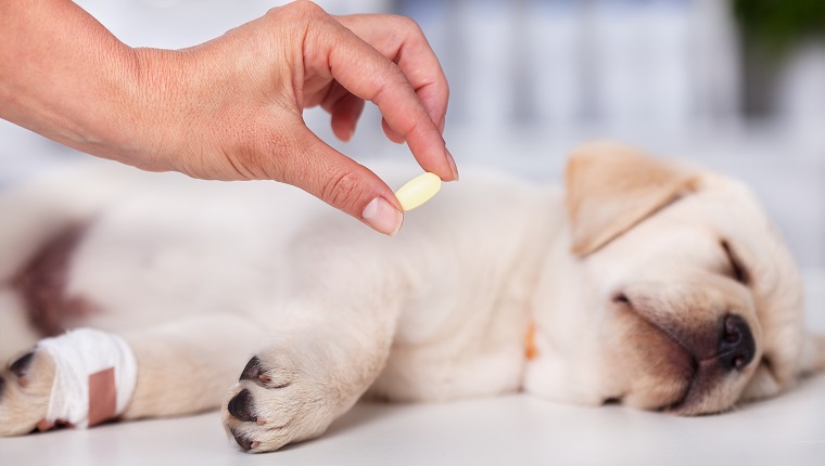 Profesionist veterinar de îngrijire care deține pastila de medicament pentru un drăguț labrador cățeluș cu picior rănit