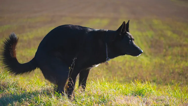 un câine negru în timp ce face caca pe un câmp