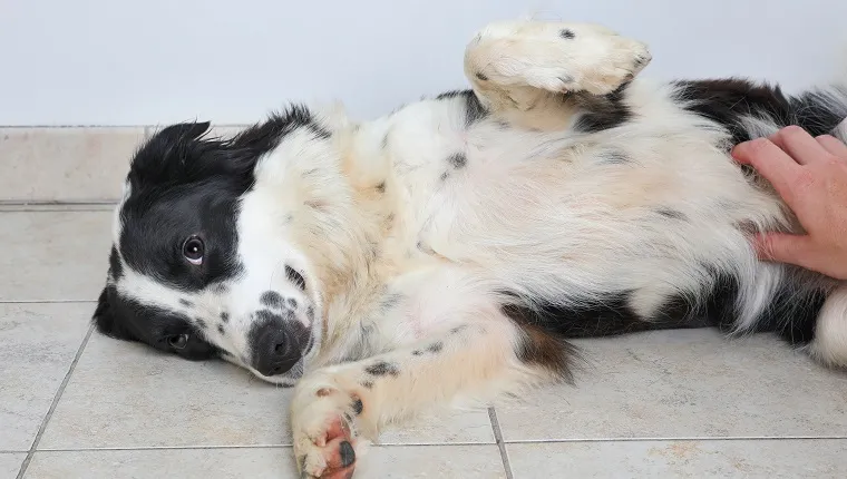 Border Collie Hund in einem Tierheim, der auf seine Adoption wartet