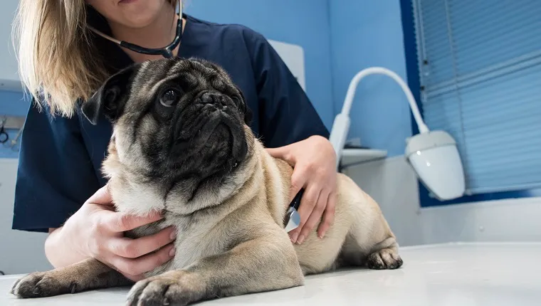 Medic veterinar verificând un câine cu stetoscopul într-o clinică veterinară