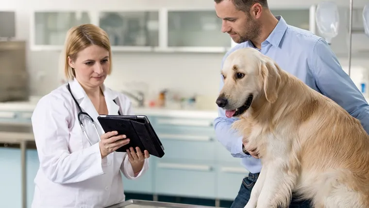 Női állatorvos beszélget és mutat egy kutyatulajdonosnak a háziállat egészségéről.