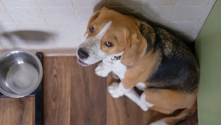 Câinele Beagle este trist așteptând mâncare lângă castronul gol