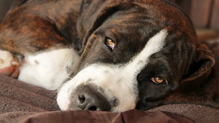 Cachorro dormilón marrón y blanco