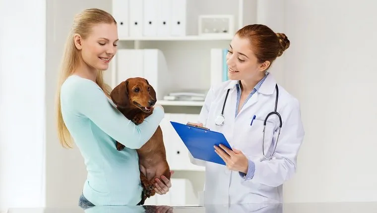 الطب ، رعاية الحيوانات الأليفة ومفهوم الناس - امرأة سعيدة تحمل كلب داششوند والطبيب البيطري مع الحافظة في عيادة VET