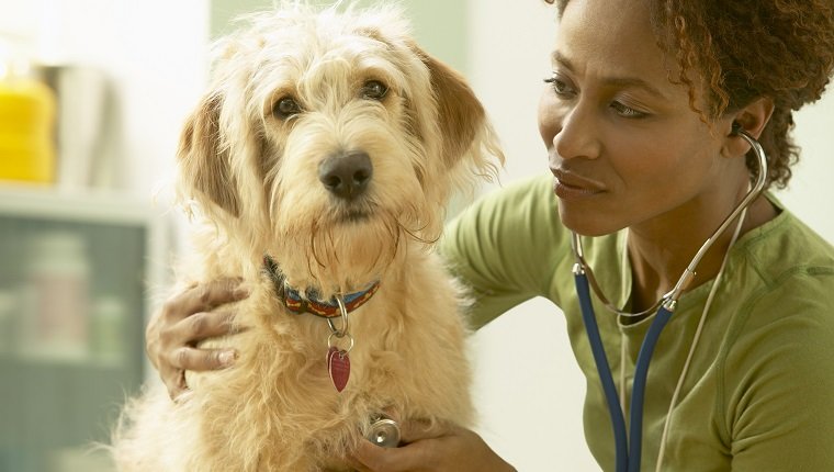 Medic veterinar care ascultă inima câinelui Scruffy