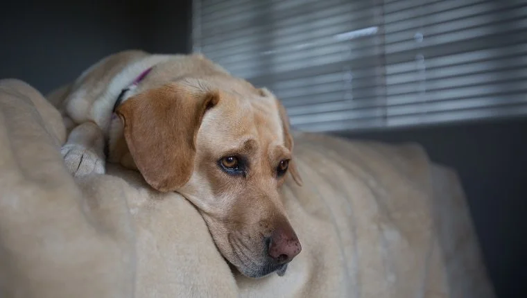 Golden Labrador Retriever kutya fekszik az ágy szélén