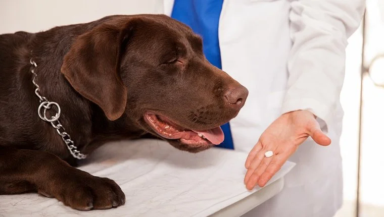 Közelkép egy női állatorvosról, aki tablettát ad egy barna labradornak egy klinikán.