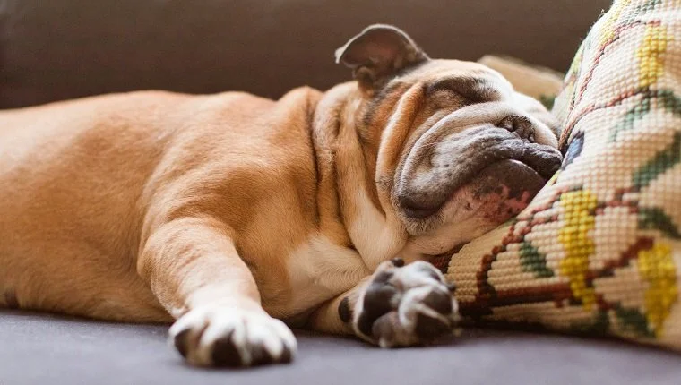 Angol bulldog alszik a kanapén, feje alatt kis horgolt párnával.