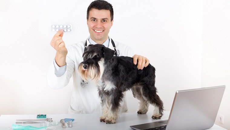 Állatorvos mutatja hólyag tabletta, mint tanácsot miniatűr schnauzer egészségügyi