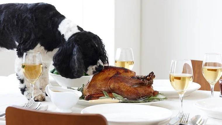 600-03891320 © Yvonne Duivenvoorden Model Release: No Property Release: Yes Cocker Spaniel Eating Turkey on Table