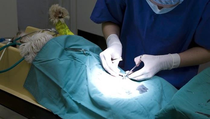 Chirurg operiert am Hund
