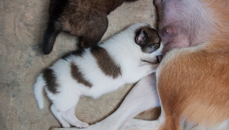 Kiskutyák iszik tejet az anyakutyától, thaiföldi kutya.