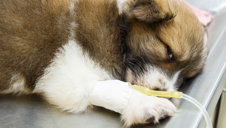 кученце с интравенозна капка на операционната маса в клиниката на ветеринарния лекар