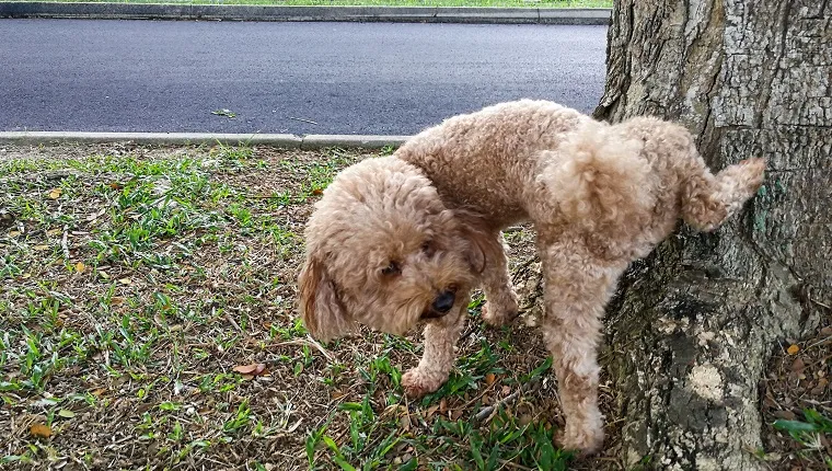 Masculul de câine pudel face pipi pe trunchiul unui copac pentru a-și marca teritoriul