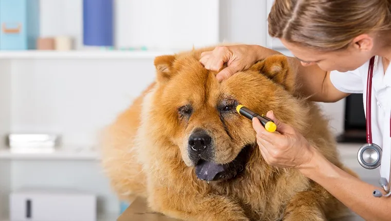 Állatorvos vizsgálja a szemét egy kutya Chow Chow a klinikán
