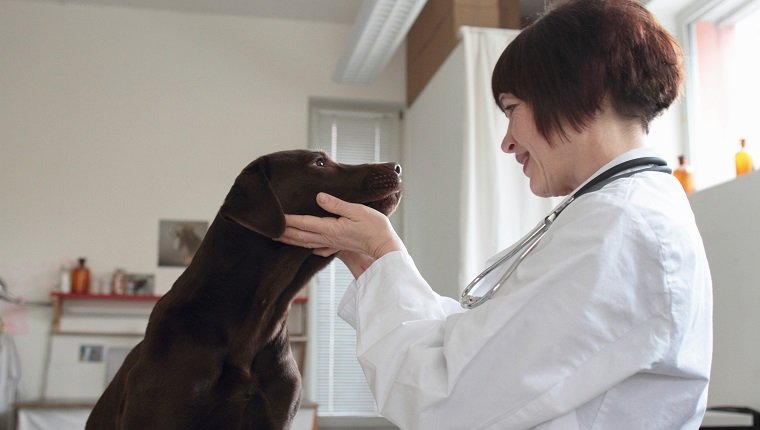 Női állatorvos vizsgálja a kutyák szemét a klinikán