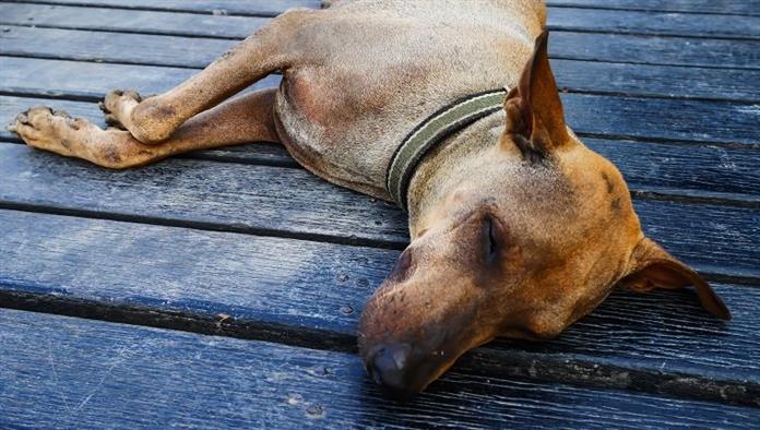 Fokus Gesicht alten Hund schlafen auf Holzboden bei heißem Wetter