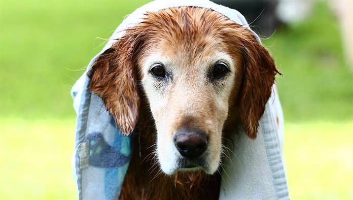 Nasser Hund mit Handtuch auf dem Kopf