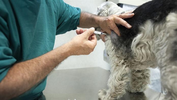 Der Tierarzt führt eine Nadelbiopsie an einem Cocker-Hund durch.